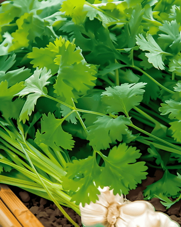 Koriander Cilantro frön (Coriandrum sativum) – ettårig ört