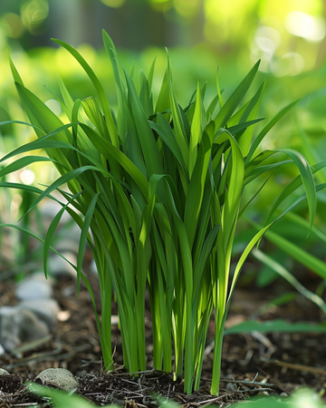 Kattgräsfrön (Hordeum vulgare) – ettårigt gräs