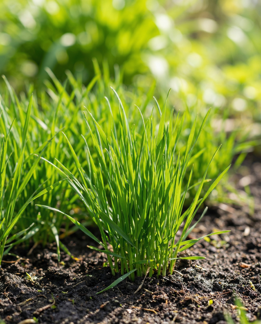 Kattgräs (Hordeum vulgare) – frön till ettårigt gräs från SeedsChoice