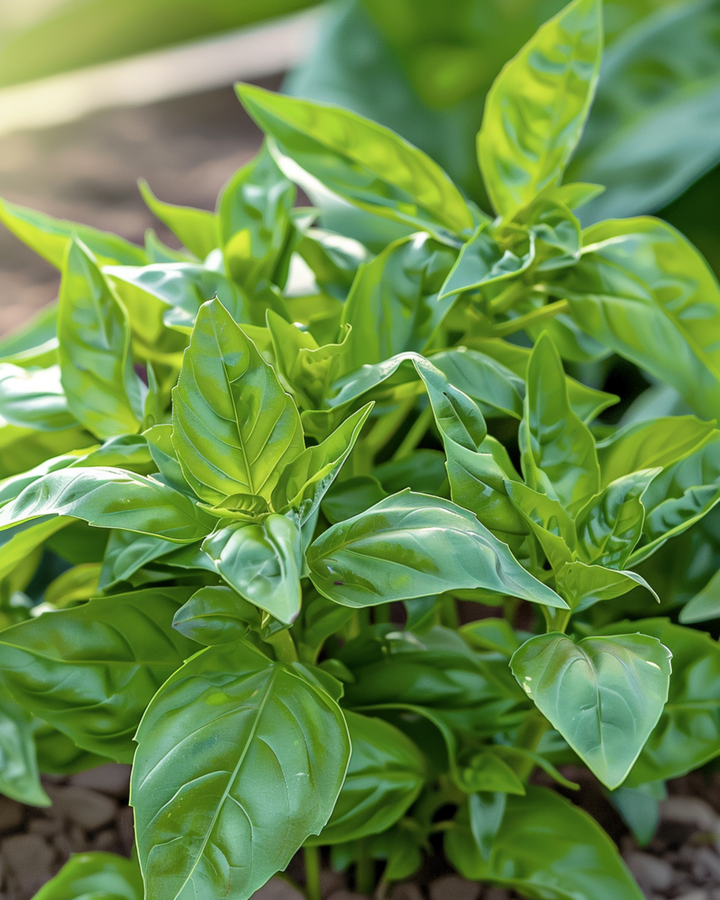 Finbladig basilika frön (Ocimum basilicum) – ettårig ört