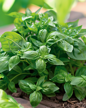 Basilika Bascuro Greek frön (Ocimum basilicum) – ettårig
