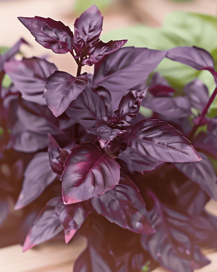 Basilika Dark Opal Purple Leaf frön (Ocimum basilicum) – ettårig ört