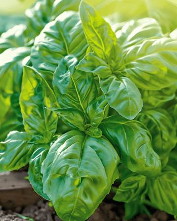 Napolitano basilika salladsbladig frön (Ocimum basilicum) – ettårig grönsak