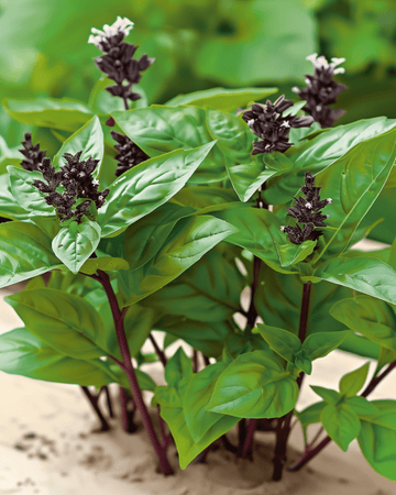 Frön thailändsk basilika (Ocimum basilicum) – ettårig ört