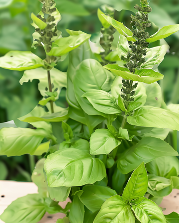 Blue Spice basilika frön (Ocimum basilicum) – ettårig ört