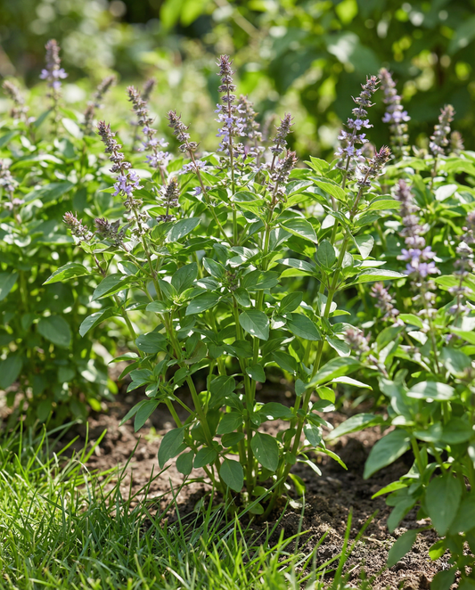 Blue Spice basilika (Ocimum basilicum) – ettåriga örtfrön från SeedsChoice
