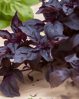 Purple Ruffles Basil frön Ocimum basilicum ettårig ört