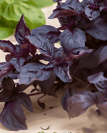 Purple Ruffles Basil frön (Ocimum basilicum) – ettårig ört