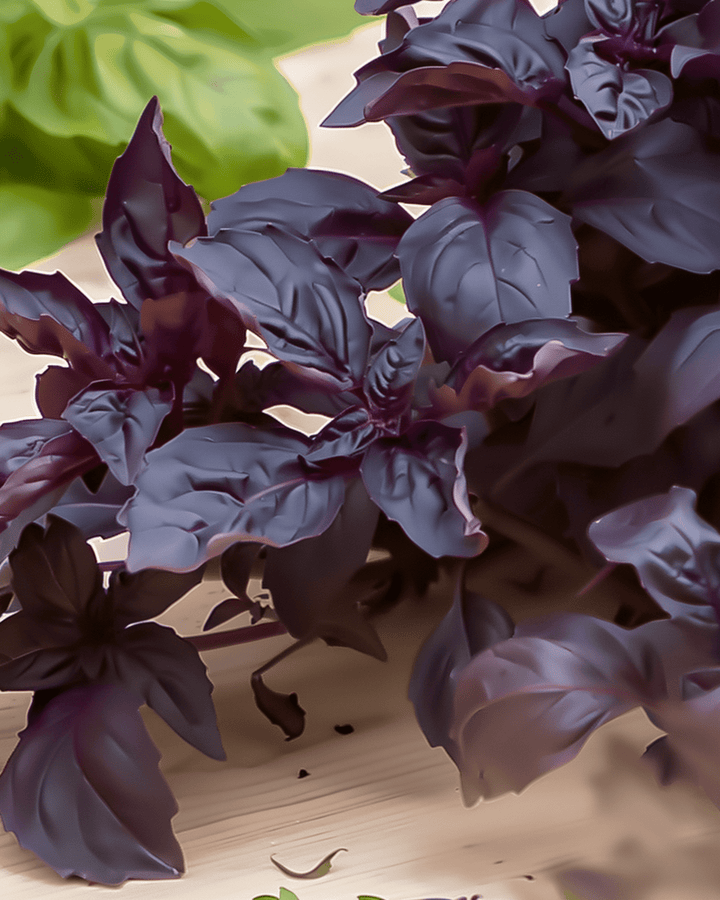 Purple Ruffles Basil frön (Ocimum basilicum) – ettårig ört