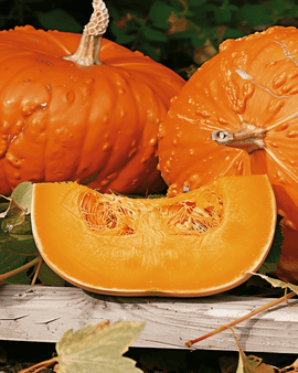 Pumpafrön Golden Hubbard Cucurbita maxima ettårig sort