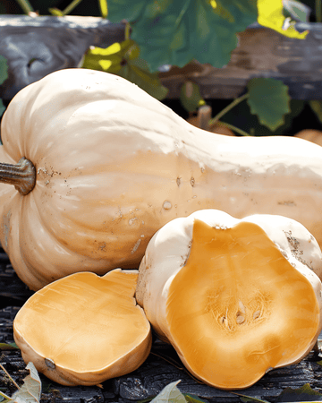 Pumpafrön Waltham Butternut (Cucurbita moschata) – ettårig grönsak