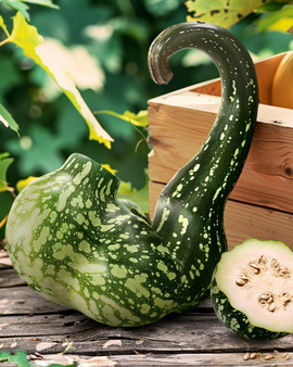 Speckled Swan Gourd frön Lagenaria siceraria ettårig prydnadsväxt