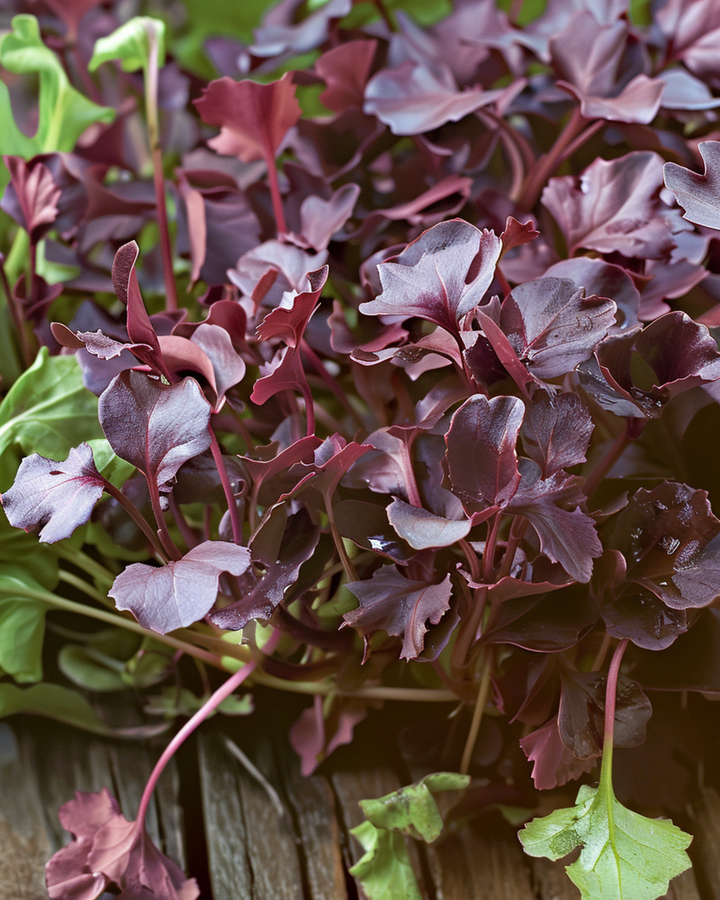 Senap Red Frills microgreensfrön (Brassica juncea) – ettåriga microgreens