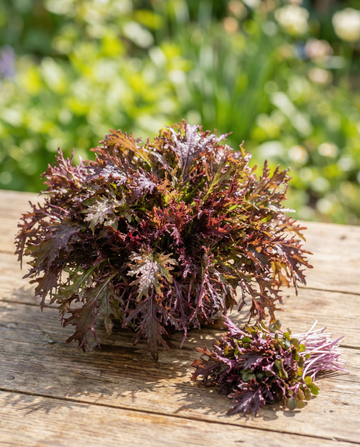 Senap Red Frills microgreens (Brassica juncea) – ettåriga microgröntfrön från SeedsChoice