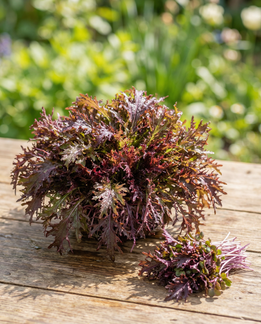 Senap Red Frills microgreens (Brassica juncea) – ettåriga microgröntfrön från SeedsChoice