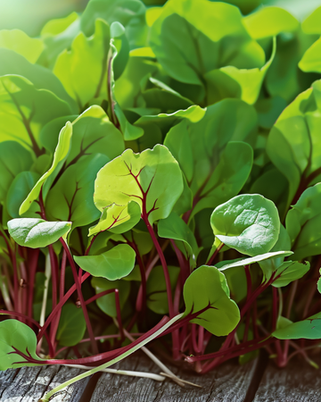Frön till rödådrad syra-mikrogreens (Rumex sanguineus) – ettåriga mikrogreens