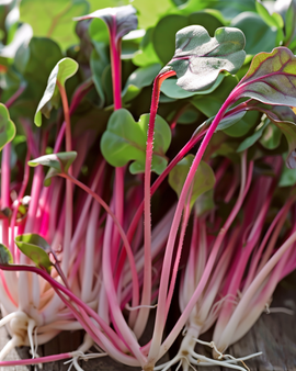 Rädisa Daikon Red frön Raphanus sativus mikrogrönt ettårigt