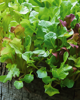 Salladsfrön blandning Lactuca sativa ettårigt mikrogrönt baby leaf mix