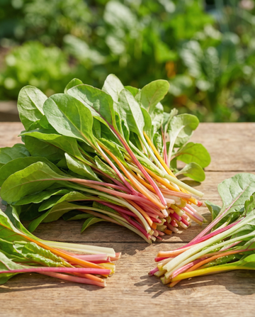 Mangold Rainbow Mixture Microgreens (Beta vulgaris) – ettåriga mikrogröntfrön från SeedsChoice