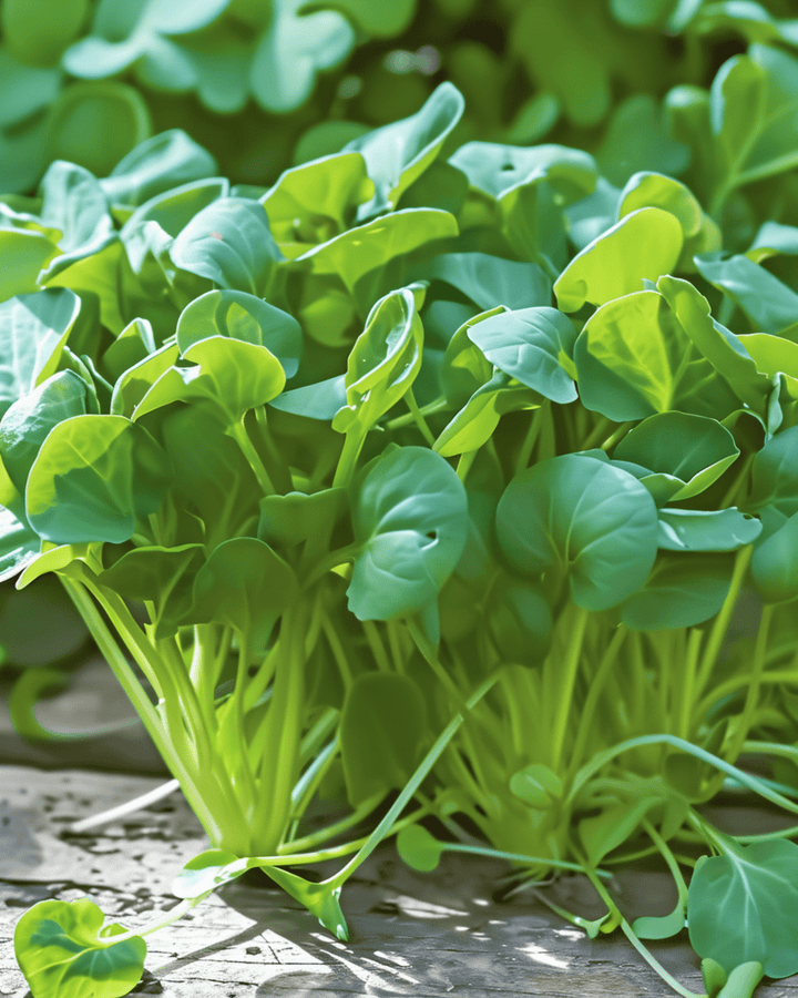 Tatsoi Microgreens frön (Brassica rapa) – ettåriga microgreens