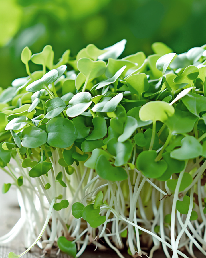 Mizuna microgreensfrön (Brassica rapa) – ettårig microgreens