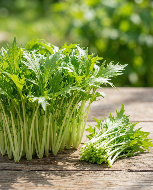 Mizuna microgreens (Brassica rapa) – ettåriga microgreensfrön från SeedsChoice