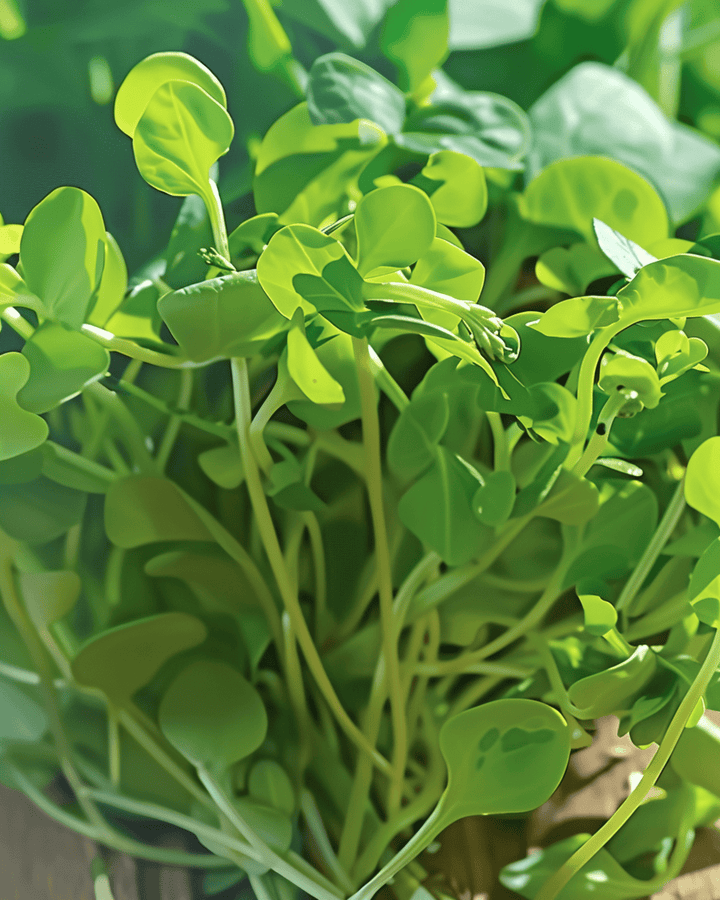 Ärtskott mikrogröntfrön (Pisum sativum) – ettårigt mikrogrönt