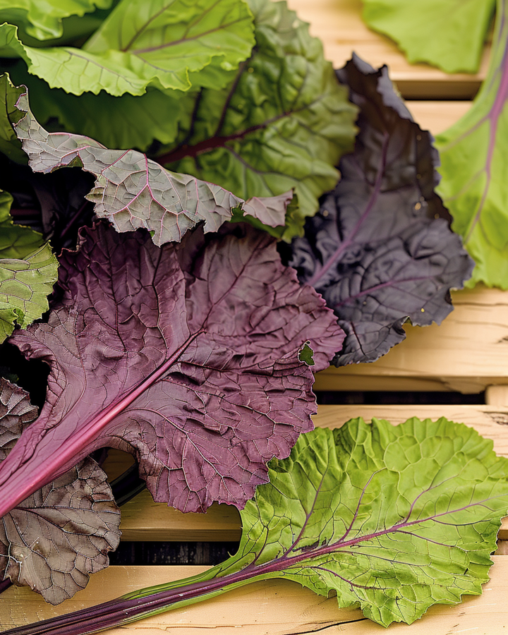 Amsoi Red frön (Brassica juncea) – ettårig grönsak