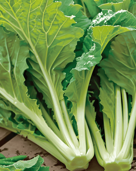 Amsoi frön Brassica juncea ettårig grönsak