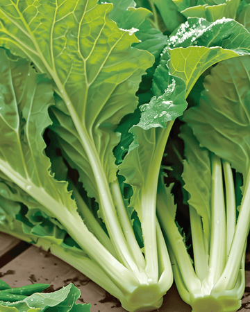 Amsoi-frön (Brassica juncea) – ettårig grönsak