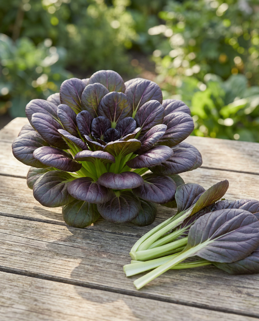 Röd tatsoi (Brassica rapa) – grönsaksfrön från SeedsChoice