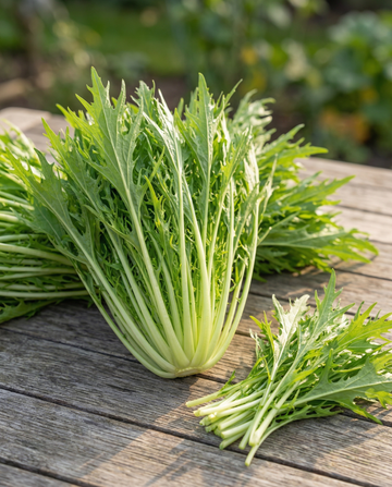 Mizuna (Brassica rapa) – grönsaksfrön från SeedsChoice