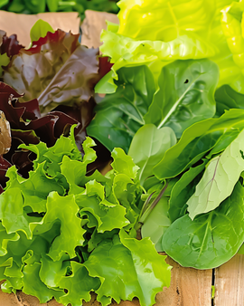 Fröer till babybladssallad Oriental Mix Lactuca Sativa ettårig