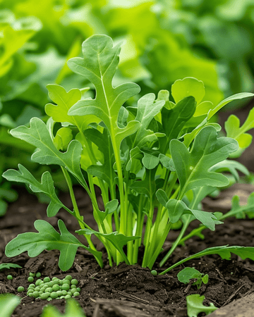 Ruccola marsvinsfoderblandning frön (Eruca sativa) – ettårig grönsak