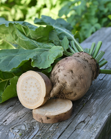 Foderbeta Brigadier frön (Beta vulgaris) – ettårig grönsak