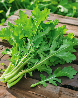 Cikorifrön Spadona Cichorium Intybus ettårig
