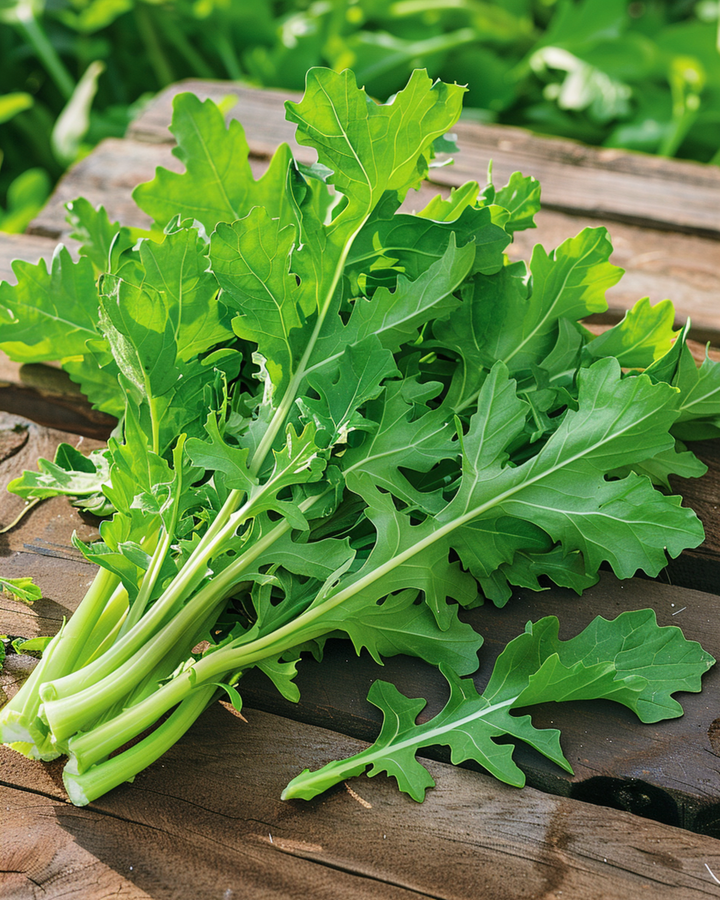 Cikorifrön Spadona (Cichorium intybus) – ettårig grönsak