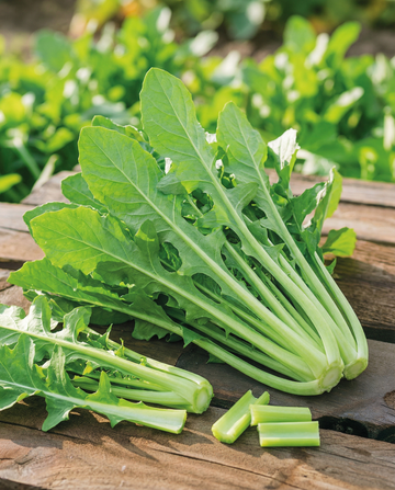 Cikorifrön Spadona (Cichorium intybus) – ettårig grönsak från SeedsChoice