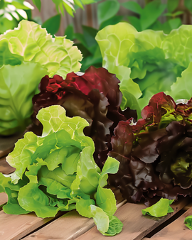 Cos-salladfrön Lactuca Sativa Ettårig Mix Red Green Mini Romaine