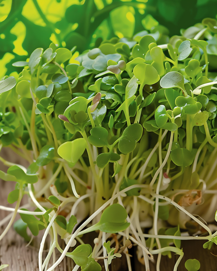 Broccoli Sprouting frön (Brassica oleracea) – ekologiska ettåriga groddfrön