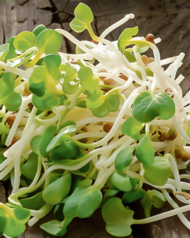 Daikon groddfrön ekologiska Raphanus Sativus ettåriga