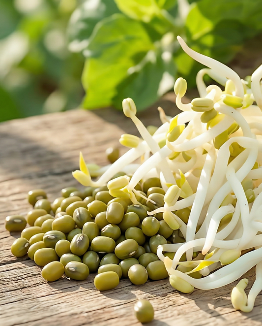 Mungböna för groddning (Vigna radiata) – ekologiska ettåriga groddfrön från SeedsChoice