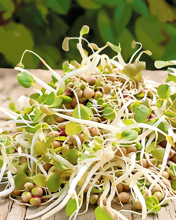 Groddsallad frön (Lactuca sativa) – ekologiska ettåriga groddsfrön