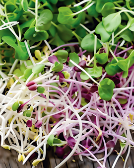 Spicy Sprouting Mix ekologisk ettårig Lactuca Sativa groddfrön