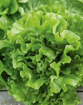 Endivfrön Cichorium endivia ettårig Batavian Green 2
