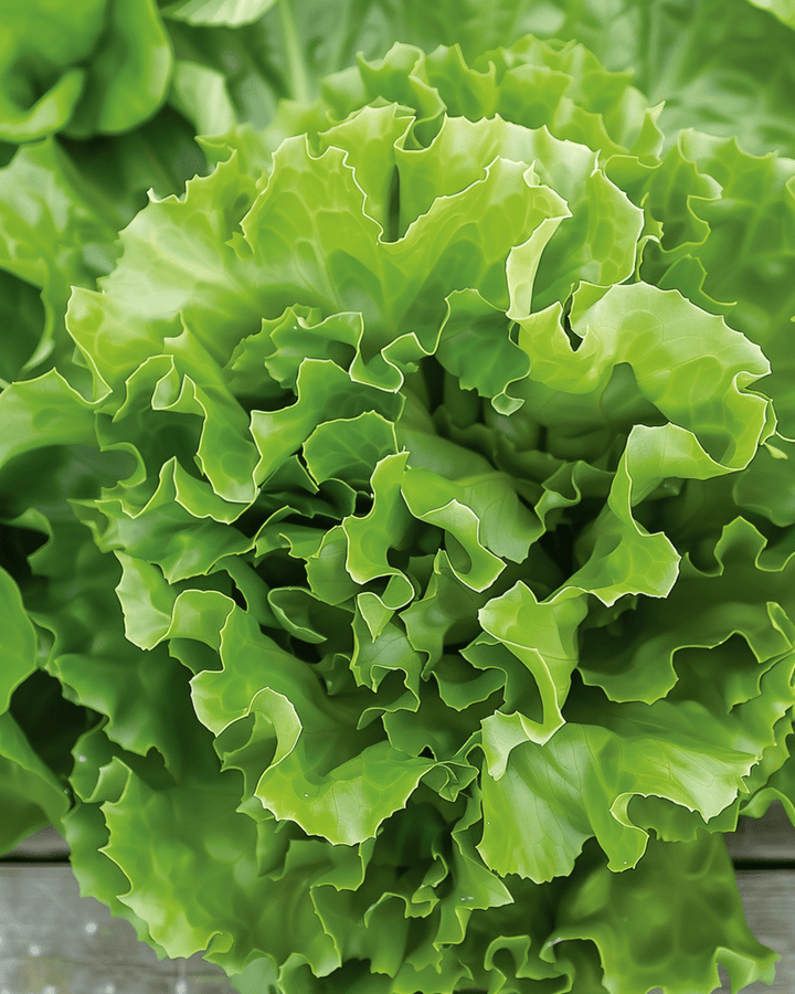 Endive Batavian Green 2 frön (Cichorium endivia) – ettårig grönsak