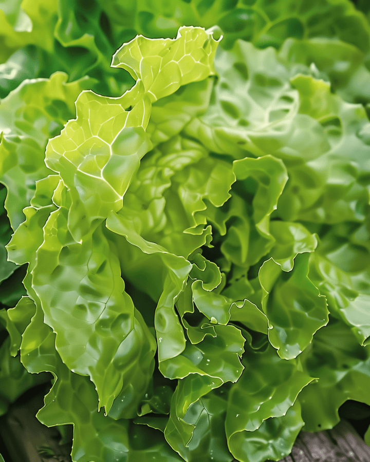 Salladsfrön Neckarreuzen Summer Diamond pilled (Lactuca sativa) – ettårig grönsak