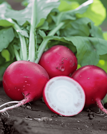 Rädisfrön Saxa 2 Pelleted (Raphanus sativus) – ettårig grönsak