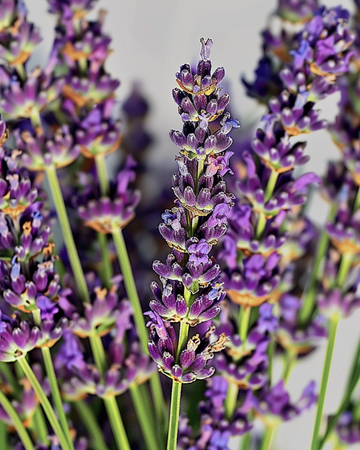 Lavendelfrön (Lavandula angustifolia) – flerårig ört