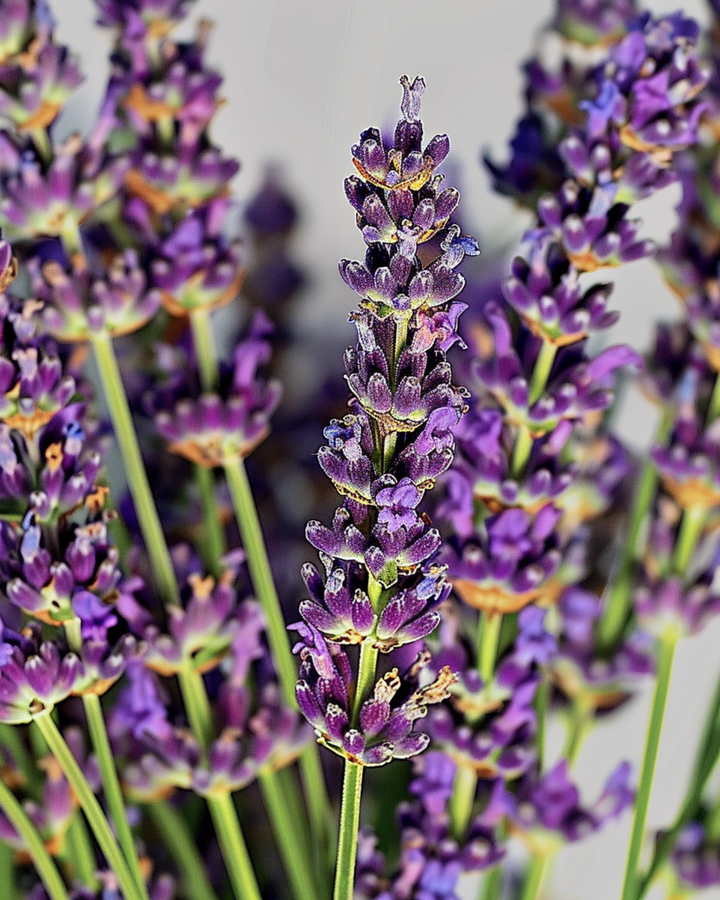 Lavendelfrön (Lavandula angustifolia) – flerårig ört